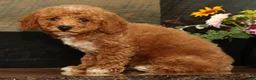 Miniature Poodle dogs for sale: Kyle - Ad 4