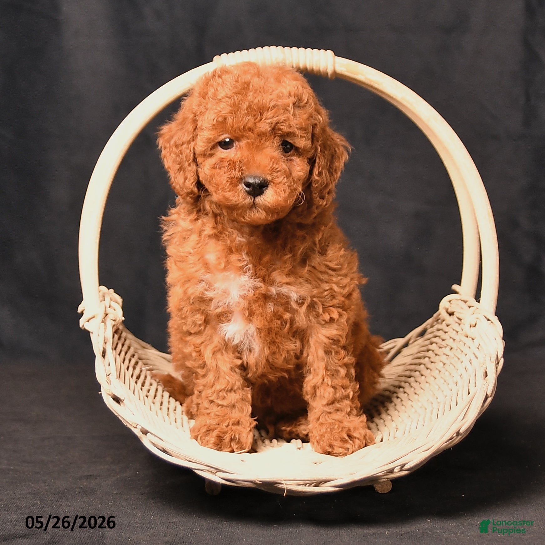 Toy Poodle dogs Bandit - Ad 2
