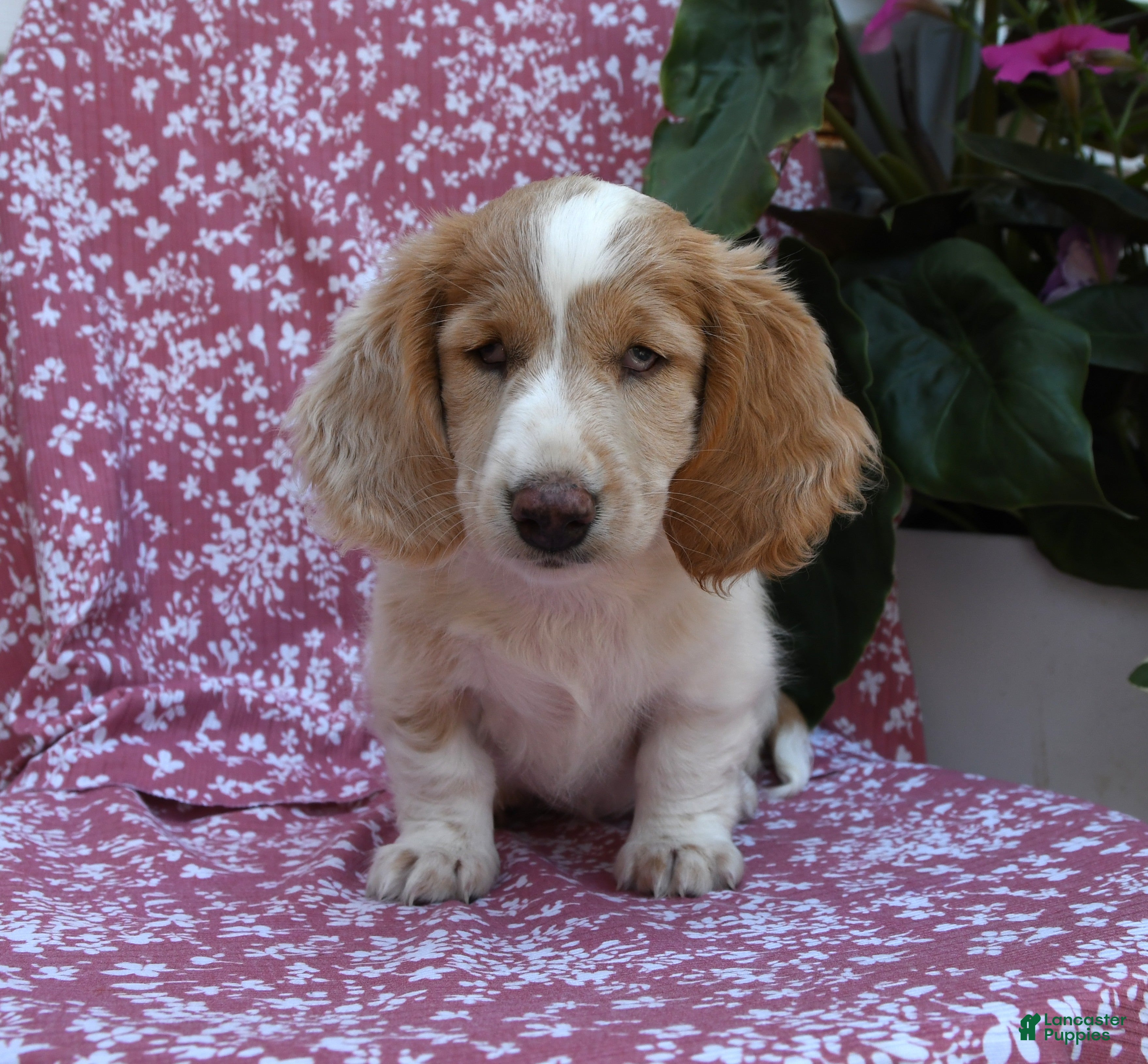 Miniature Dachshund dogs Bedelia "Special Needs" - Ad 1