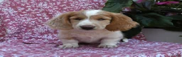 Miniature Dachshund dogs for sale: Bedelia "Special Needs" - Ad 1
