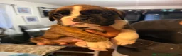 Boxer dogs for sale: Boxer 1 Samson  - Ad 4