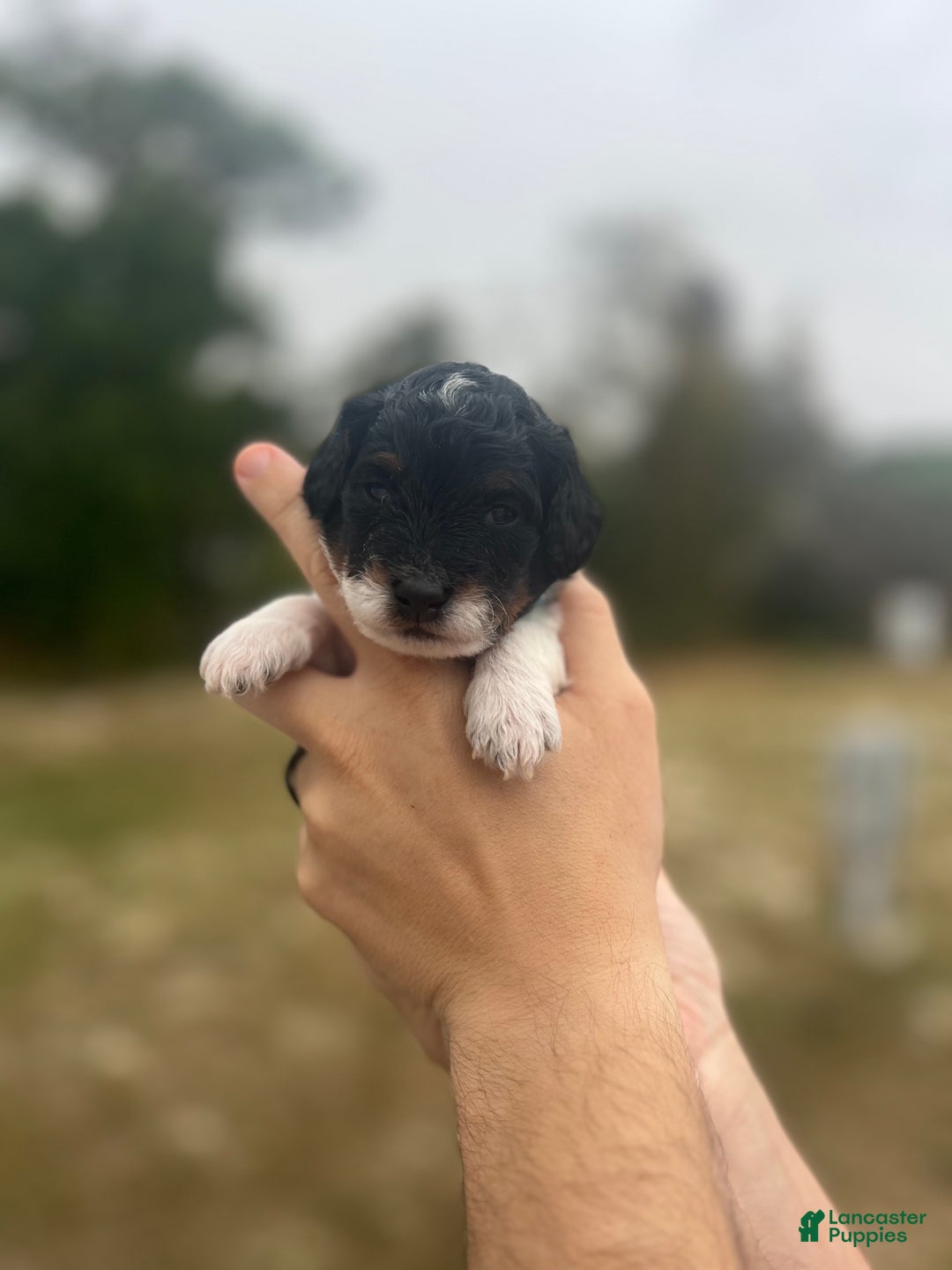 Mini Sheepadoodle dogs for sale: Light blue-Coal - Ad 1
