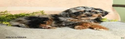 Mixed Breed dogs for sale: Callie - Ad 3