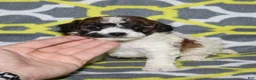 Miniature Poodle dogs for sale: Reserved Harlee’s Br&W male - Ad 16