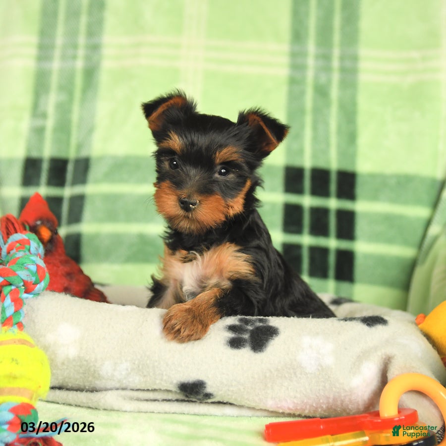 Yorkshire Terrier dogs Macy - Ad 1