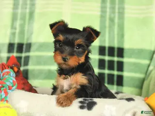 Yorkshire Terrier dogs for sale: Macy - Ad 1