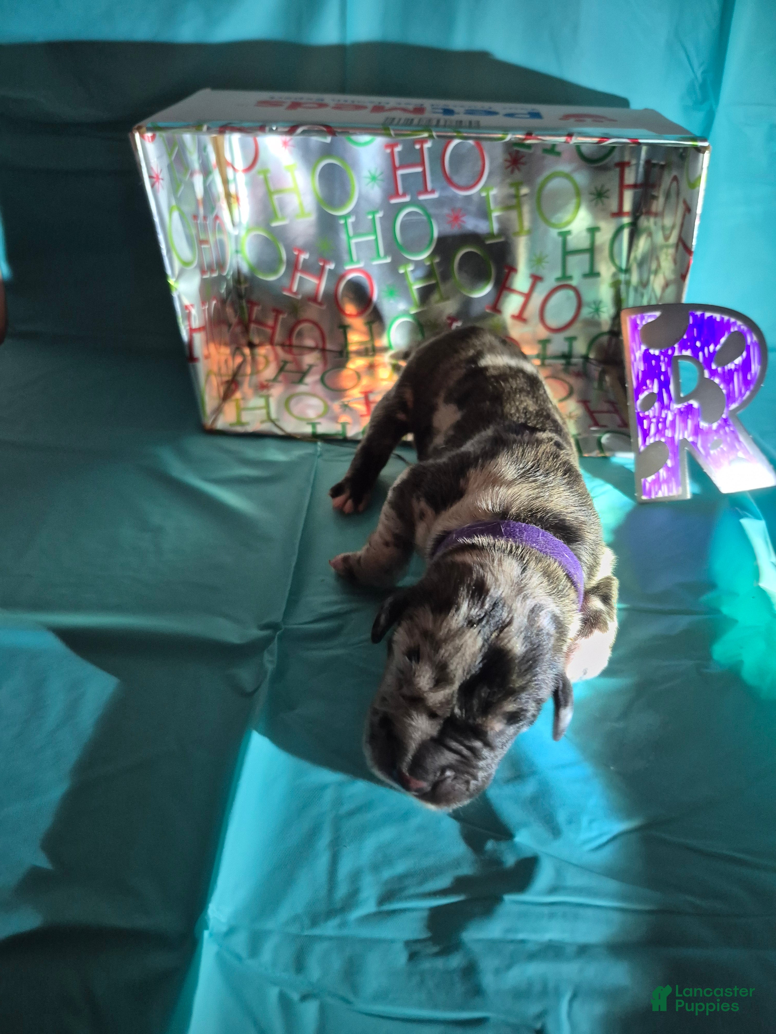 Great Dane dogs Rudolph AKA Hades - Ad 23