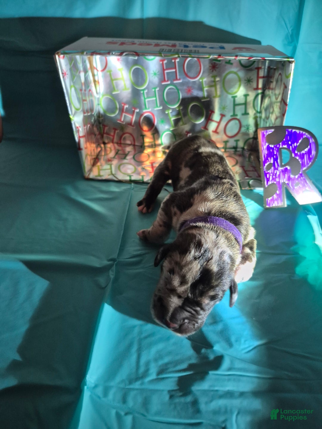 Great Dane dogs for sale: Rudolph AKA Hades - Ad 1