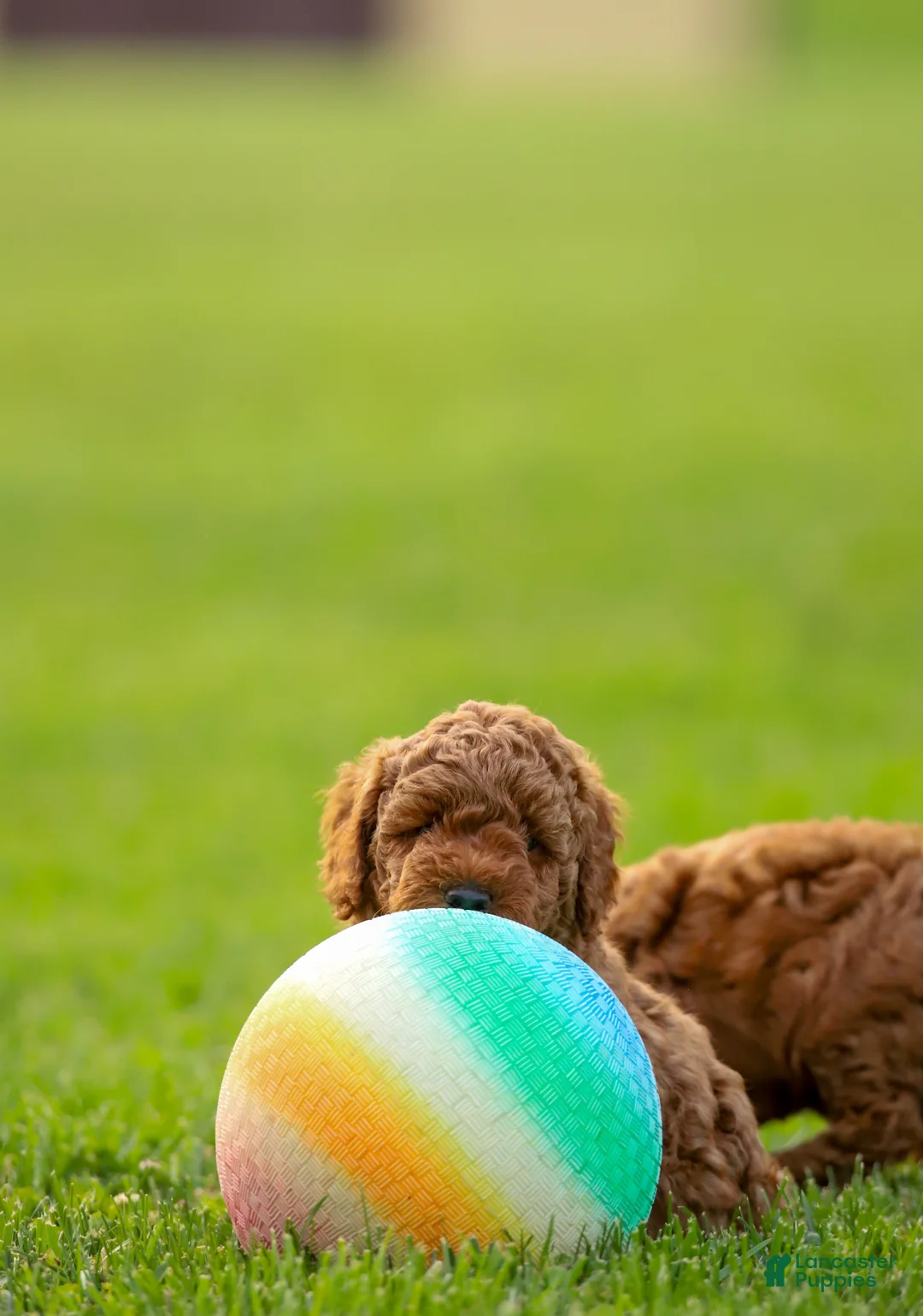 Mini Goldendoodle dogs for sale: Poppy - Ad 13