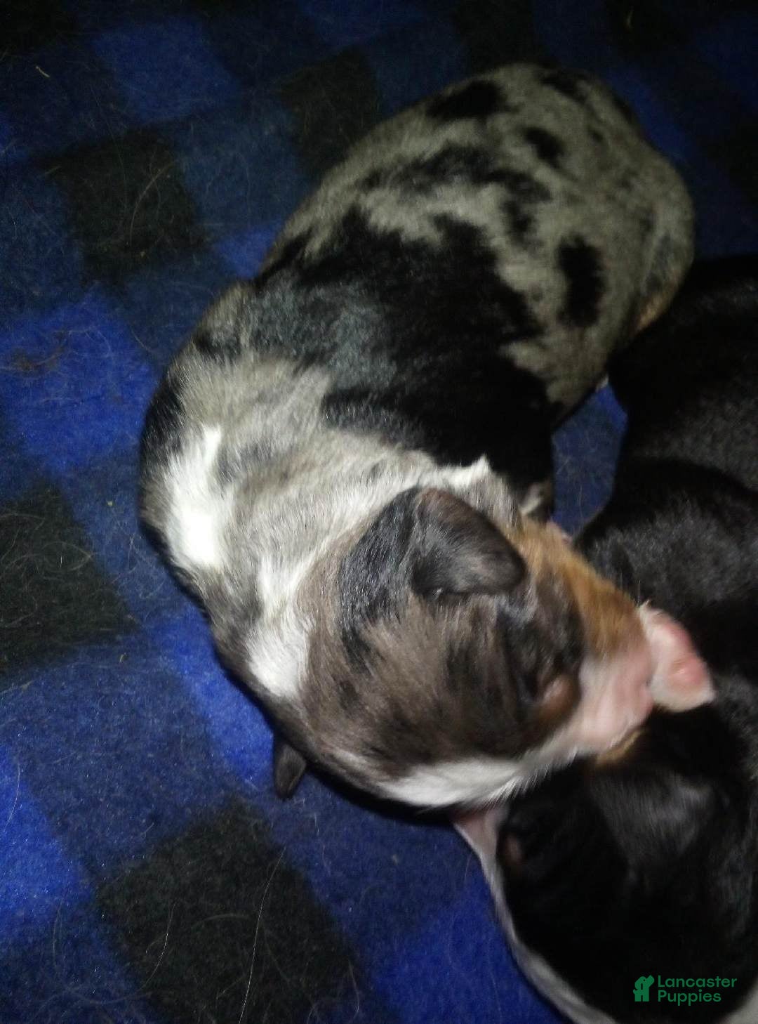 Australian Shepherd dogs heide - Ad 22