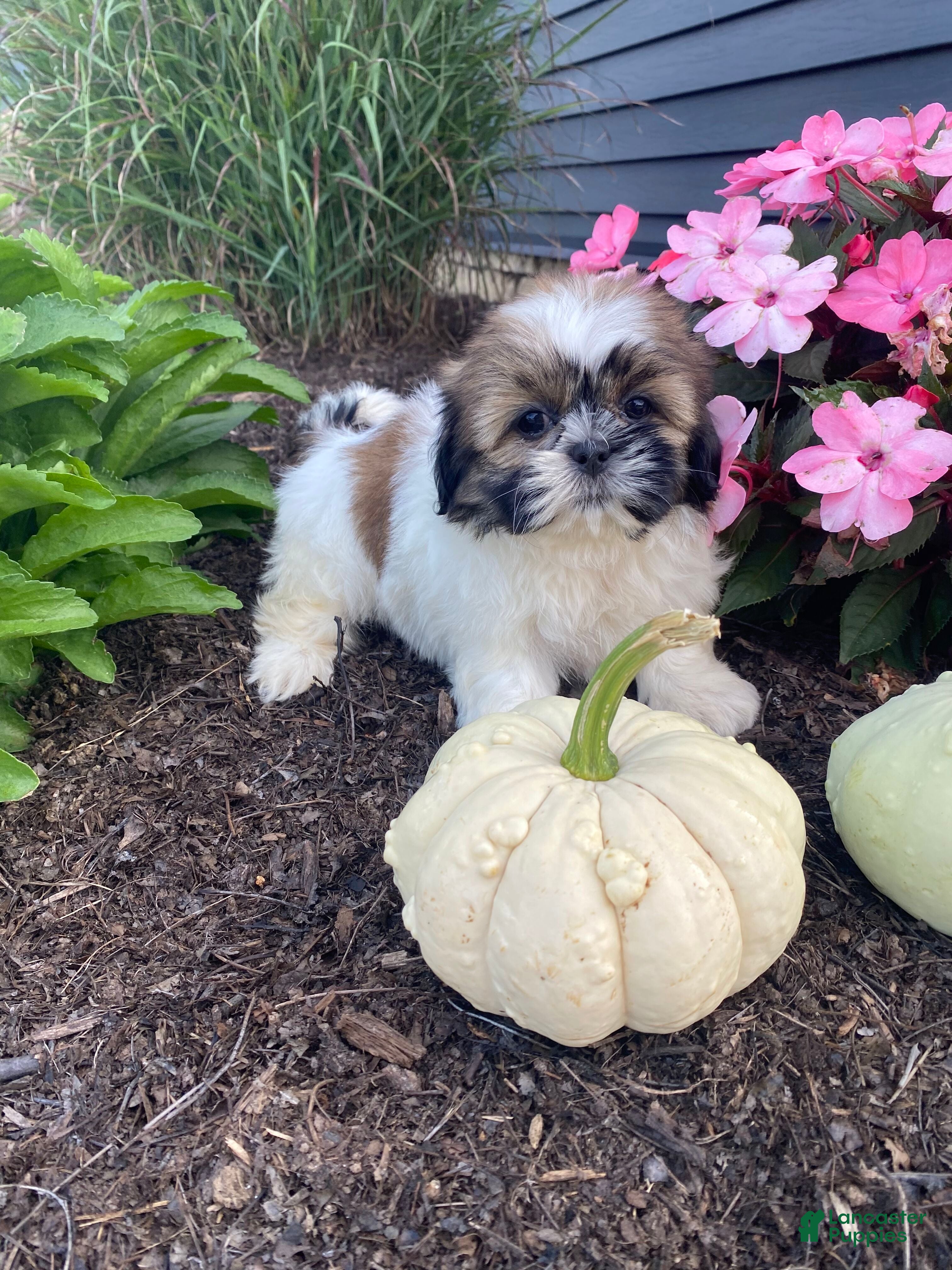 Shih Tzu dogs Sophie - Ad 2