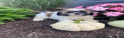Shih Tzu dogs for sale: Sophie - Ad 2