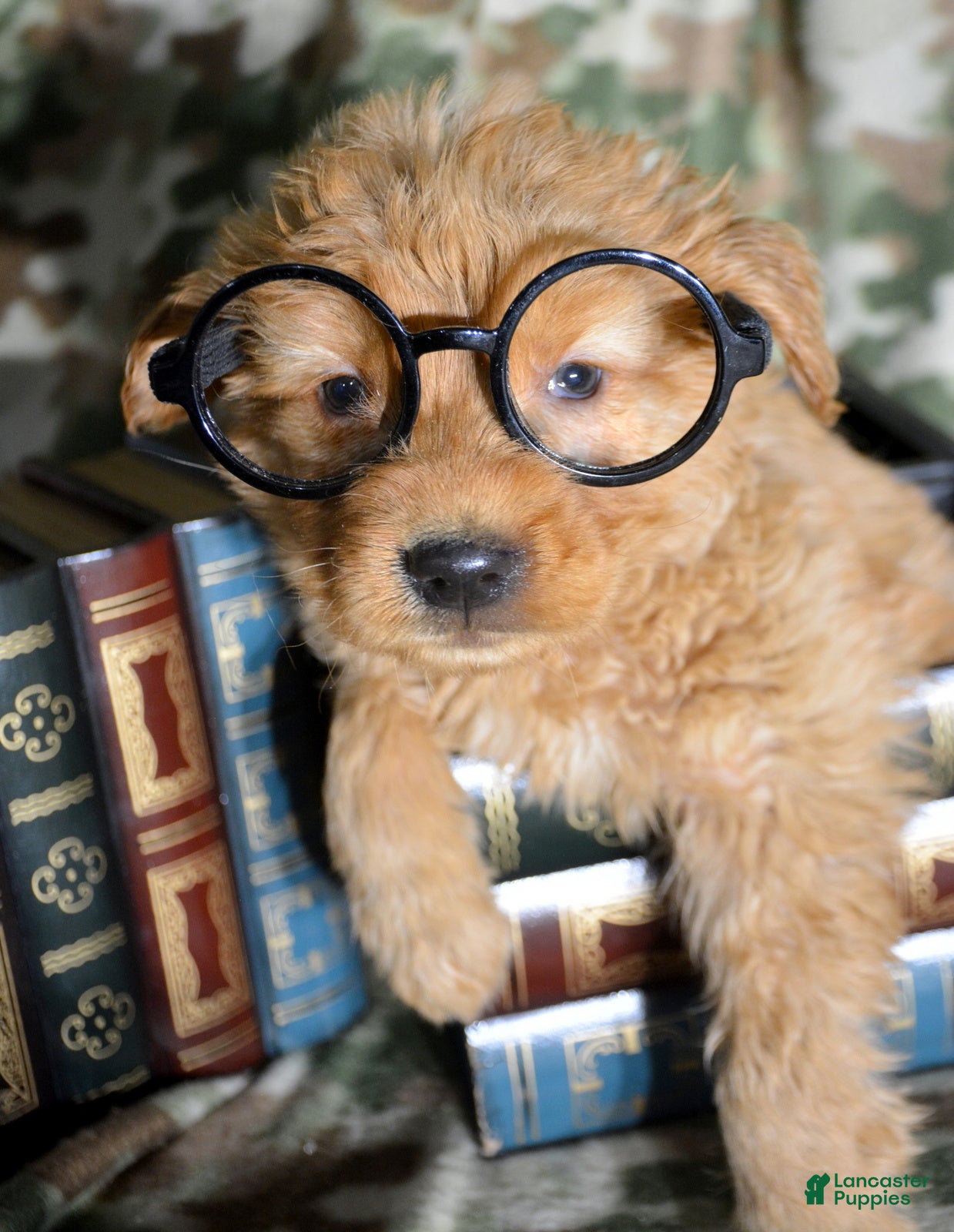 Golden Retriever dogs Golden Retriever Puppy 8 Gwen - Ad 13