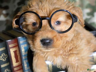 Golden Retriever dogs Golden Retriever Puppy 8 Gwen - Ad 13