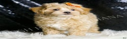 Maltipoo dogs for sale: Arnold - Ad 4