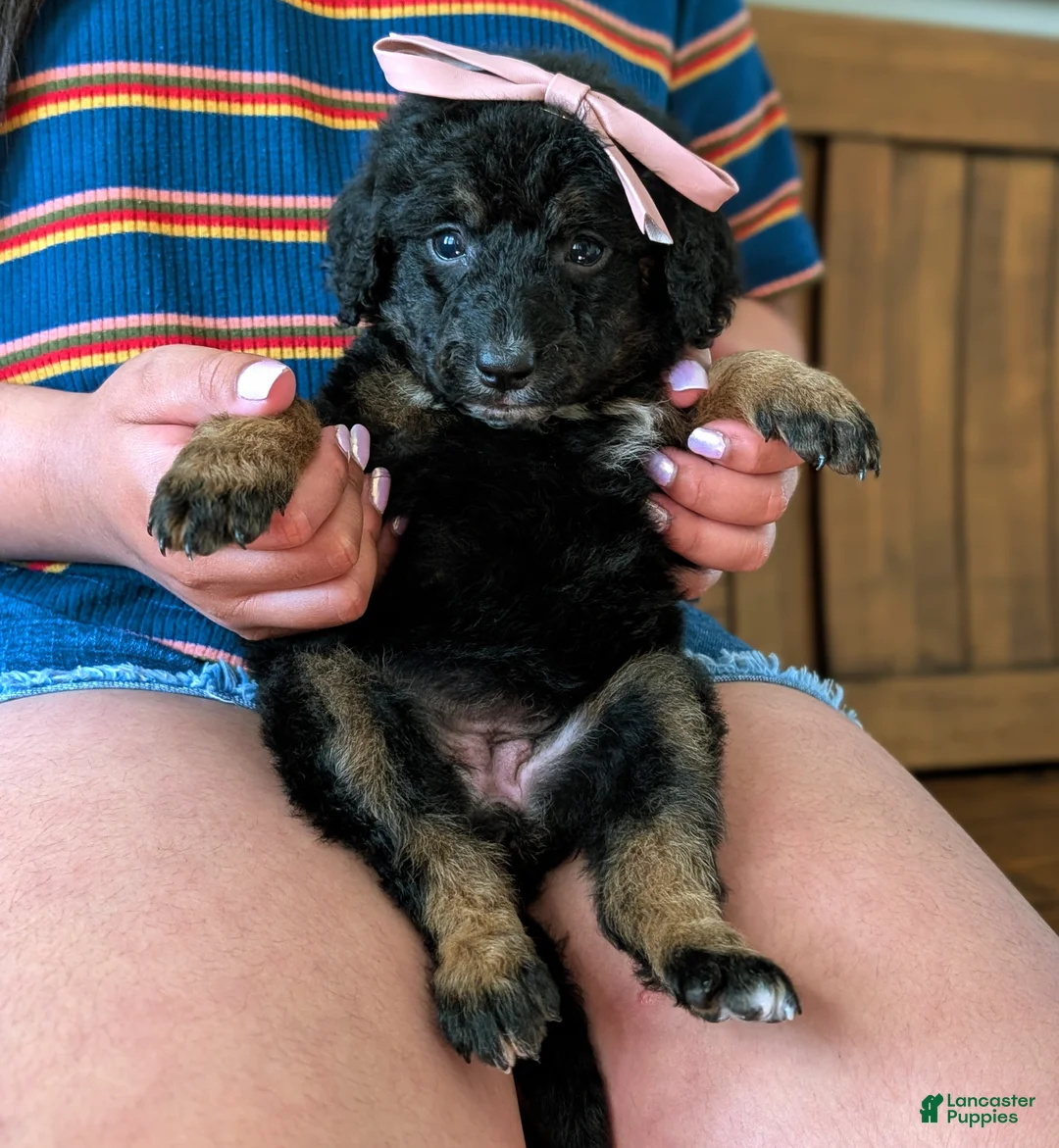 Mixed Breed dogs for sale: JADE - Ad 2