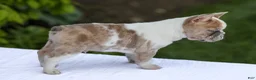 French Bulldog dogs for sale: Copper - Ad 3