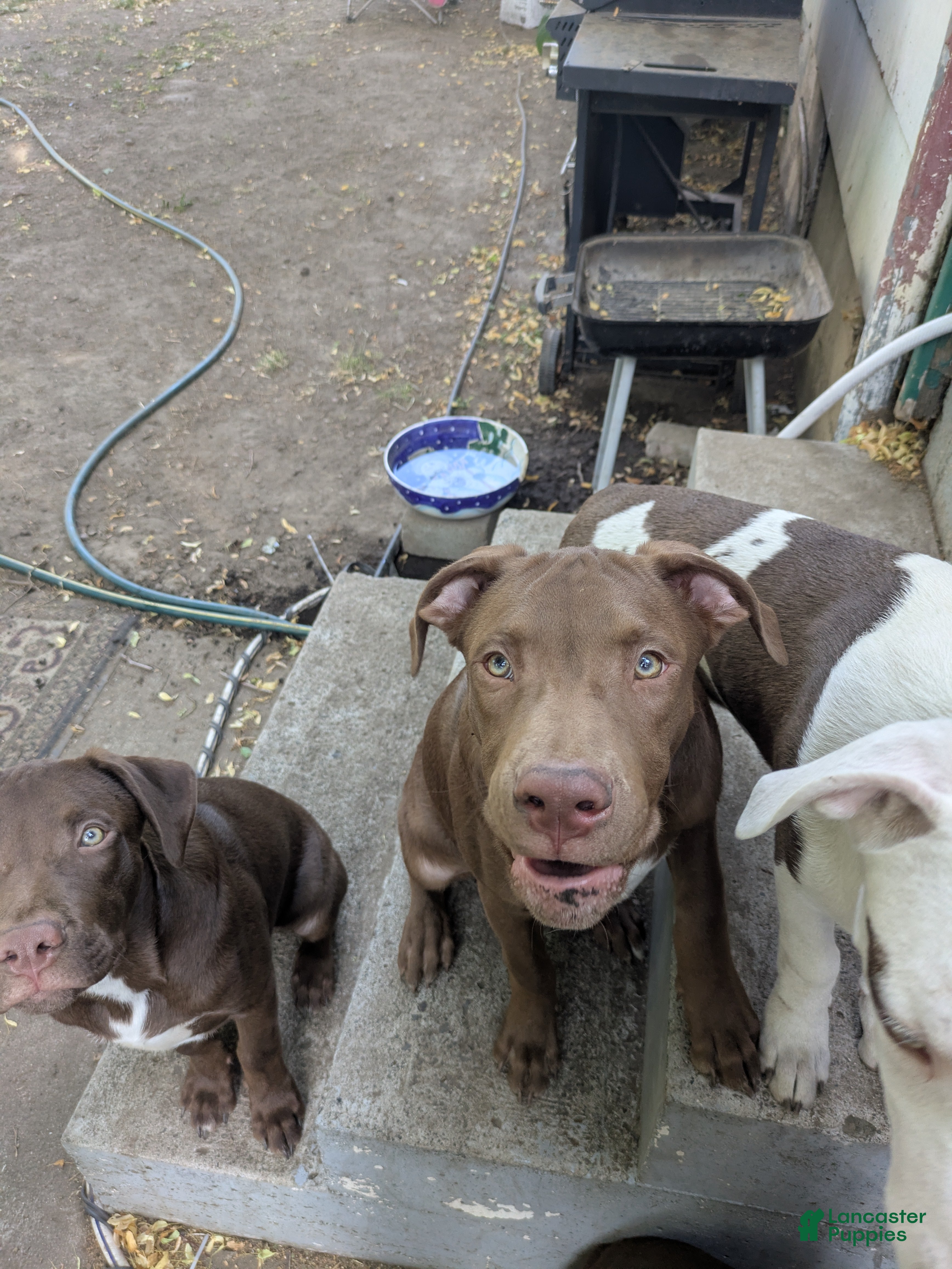 Mixed Breed dogs Odin - Ad 2