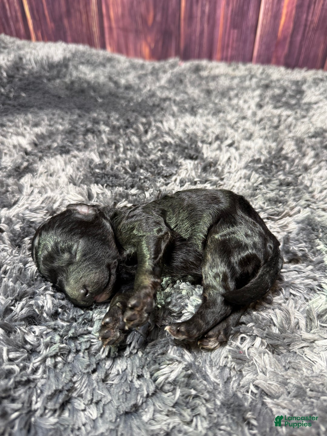 Miniature Poodle dogs for sale: Kane - Ad 2