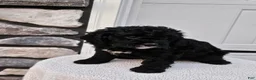 Mini Bernedoodle dogs for sale: Courtney - Ad 8