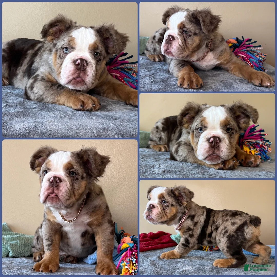 English Bulldog dogs for sale: Thunder - Ad 1