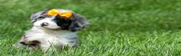 Mini Bernedoodle dogs for sale: 🐾 Percy 🐾 - Ad 5