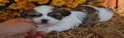 Malshi dogs for sale: Snoopy - Ad 4
