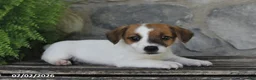Jack Russell Terrier dogs for sale: Miles - Ad 5