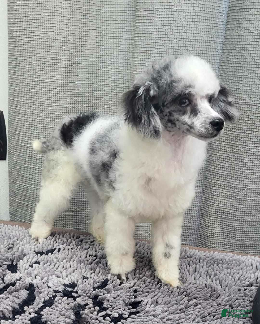 Toy Poodle dogs for sale: Toy Poodle Puppy 2 - Ad 6