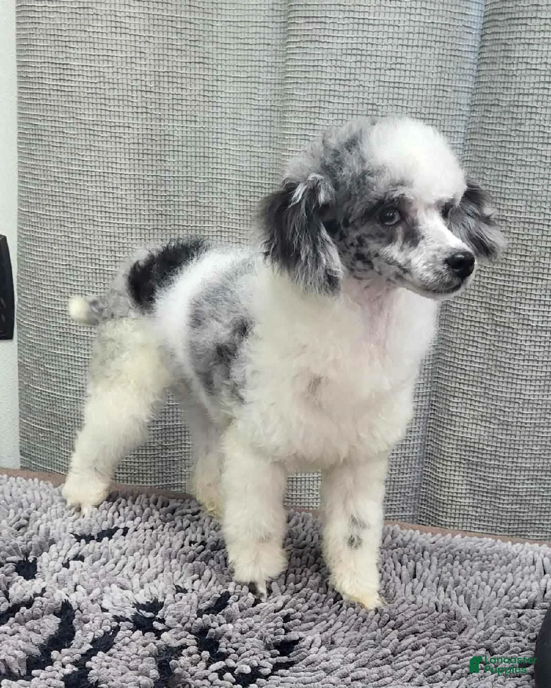 Toy Poodle dogs for sale: Toy Poodle Puppy 2 - Ad 6