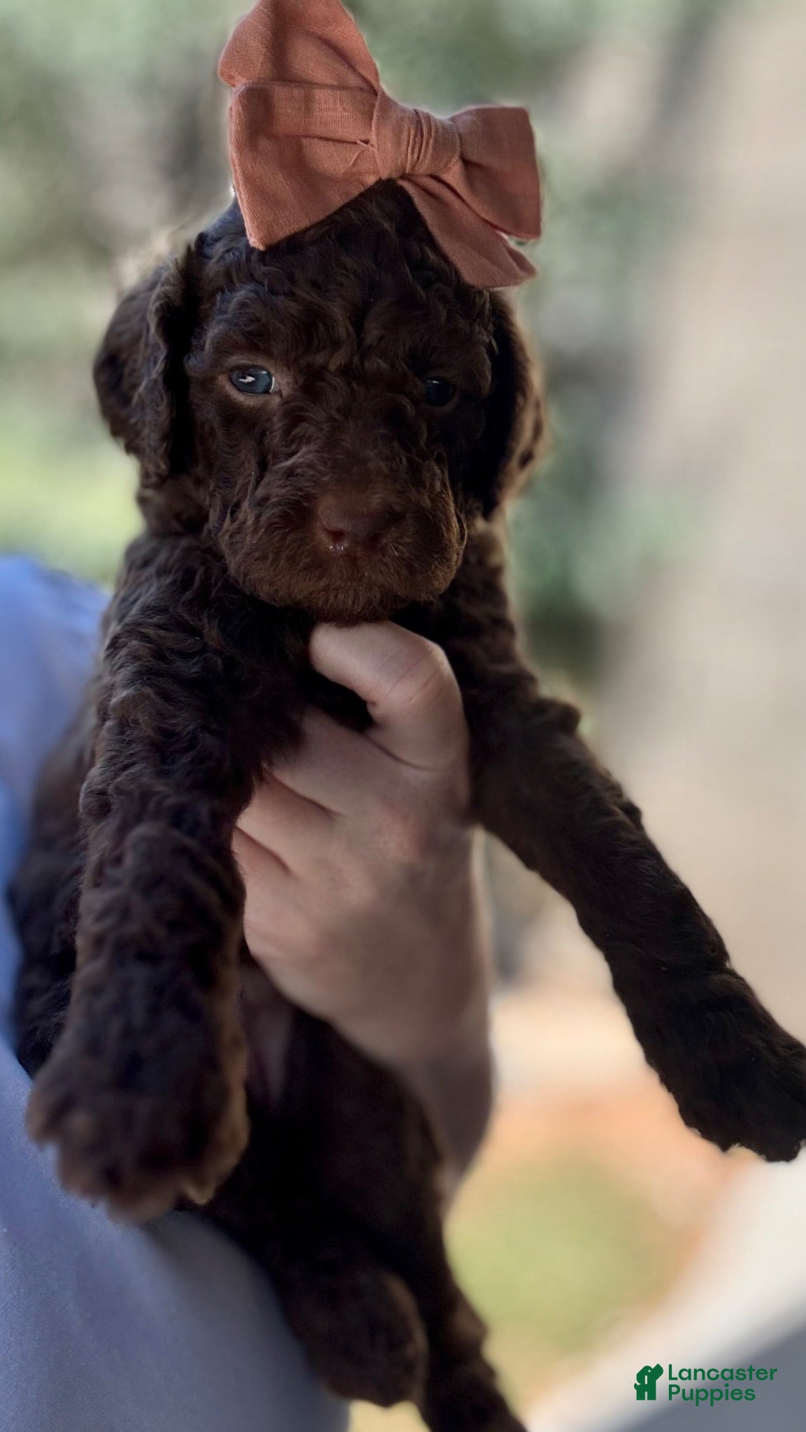 Mini Goldendoodle dogs Mini Goldendoodle “Liberty” - Ad 13