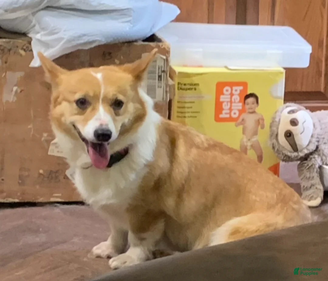 Welsh Corgi Pembroke dogs for sale: Mindy energetic friendly corgi - Ad 1
