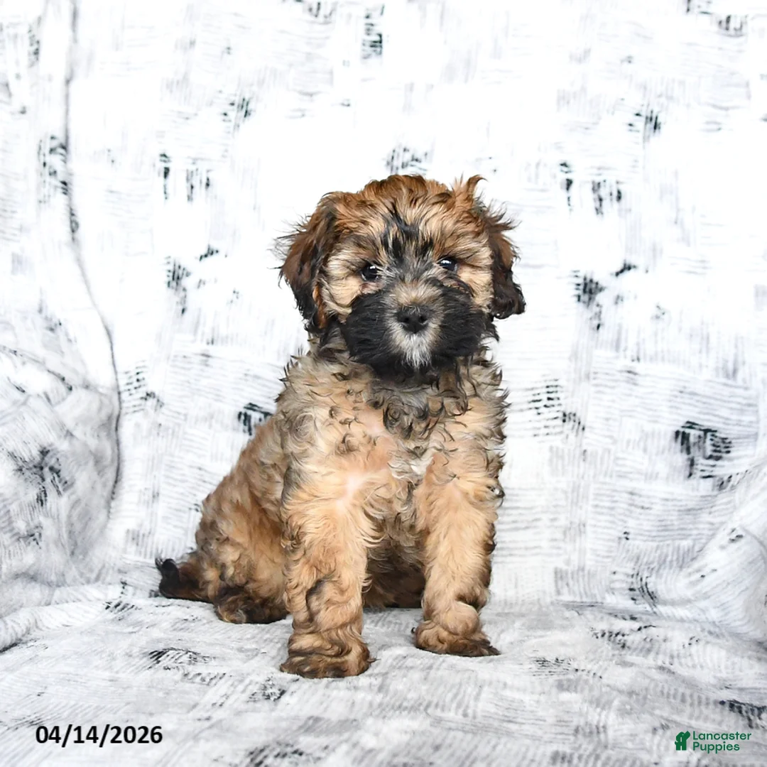Cavapoo dogs for sale: Daisy - Ad 1