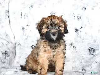 Cavapoo dogs for sale: Daisy - Ad 1
