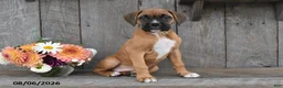 Boxer dogs for sale: Dori - Ad 4
