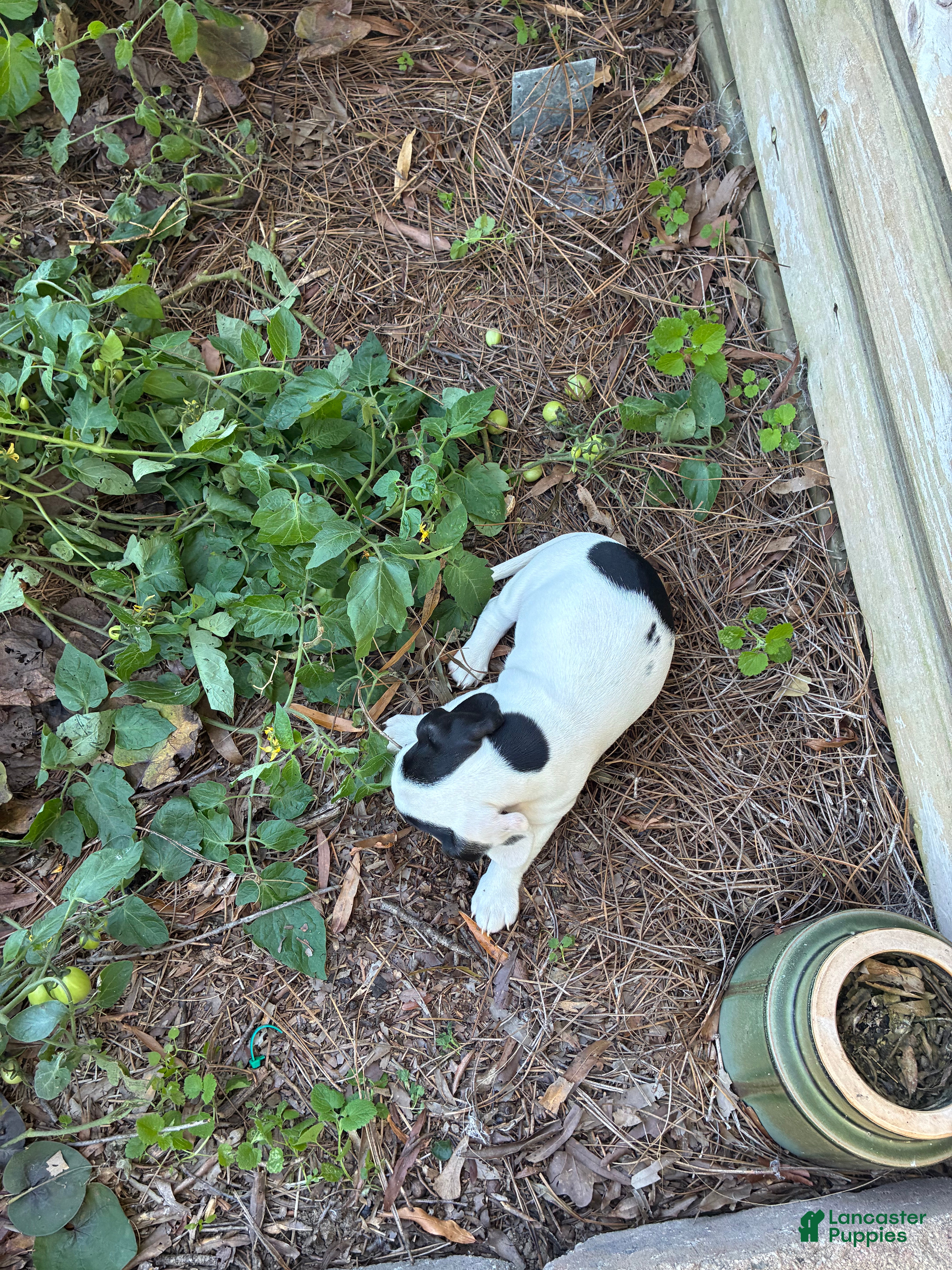Miniature Dachshund dogs for sale: Helles - Ad 10