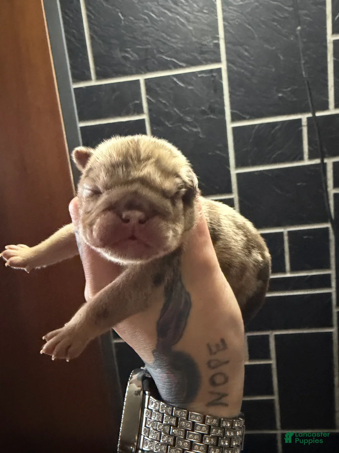English Bulldog dogs for sale: Chocolate tweed merle female  - Ad 1