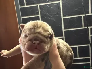 English Bulldog dogs for sale: Chocolate tweed merle female - Ad 2