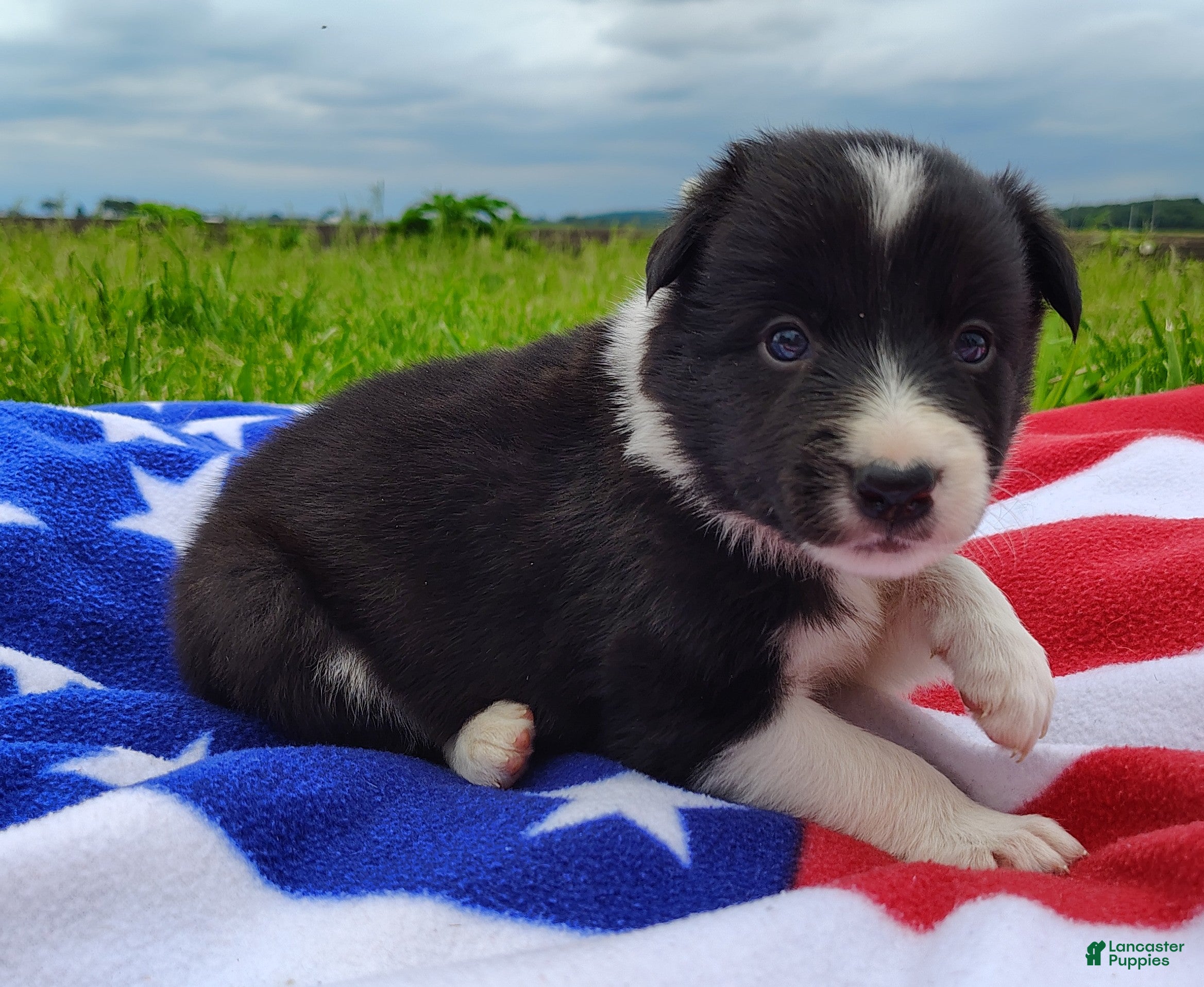 Border Collie dogs Giligan  - Ad 1