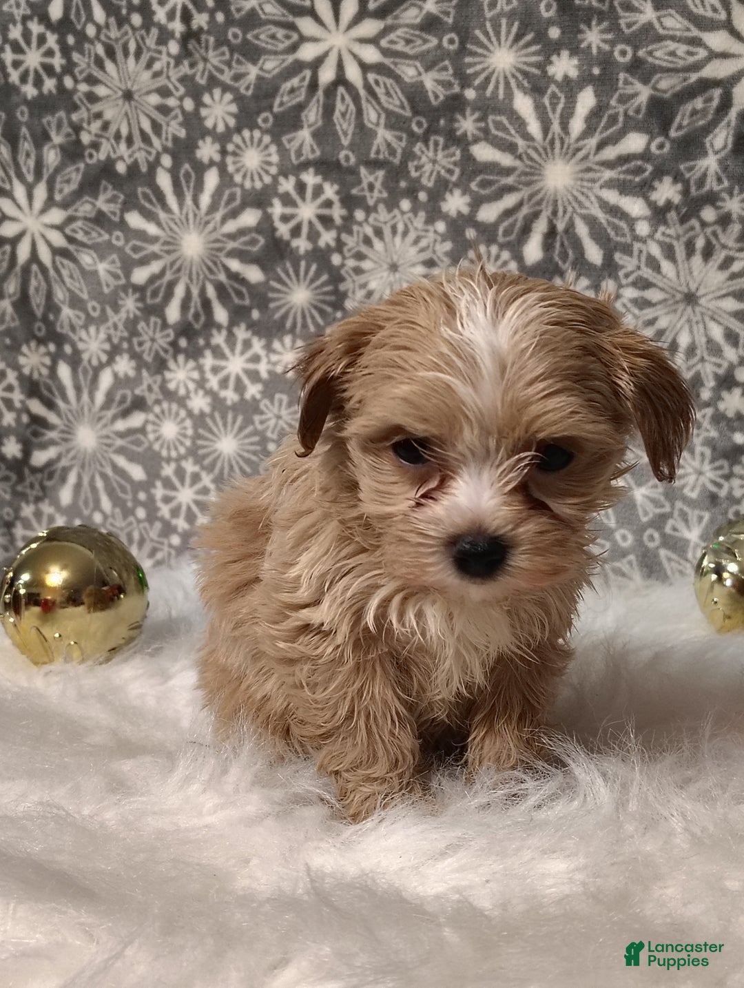 Maltipoo dogs for sale: Nova - Ad 5