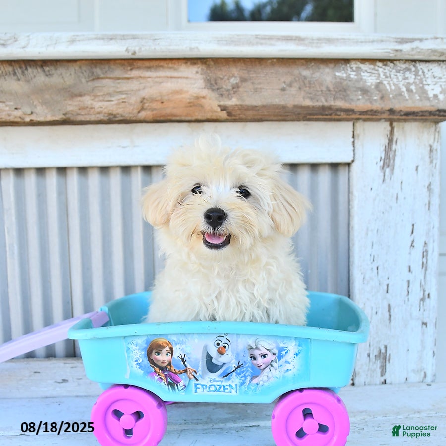 Maltipoo dogs Maverick - Ad 1