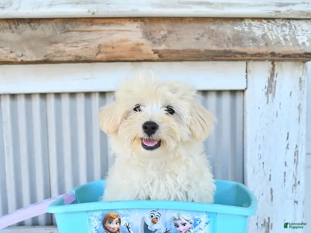 Maltipoo dogs for sale: Maverick - Ad 1