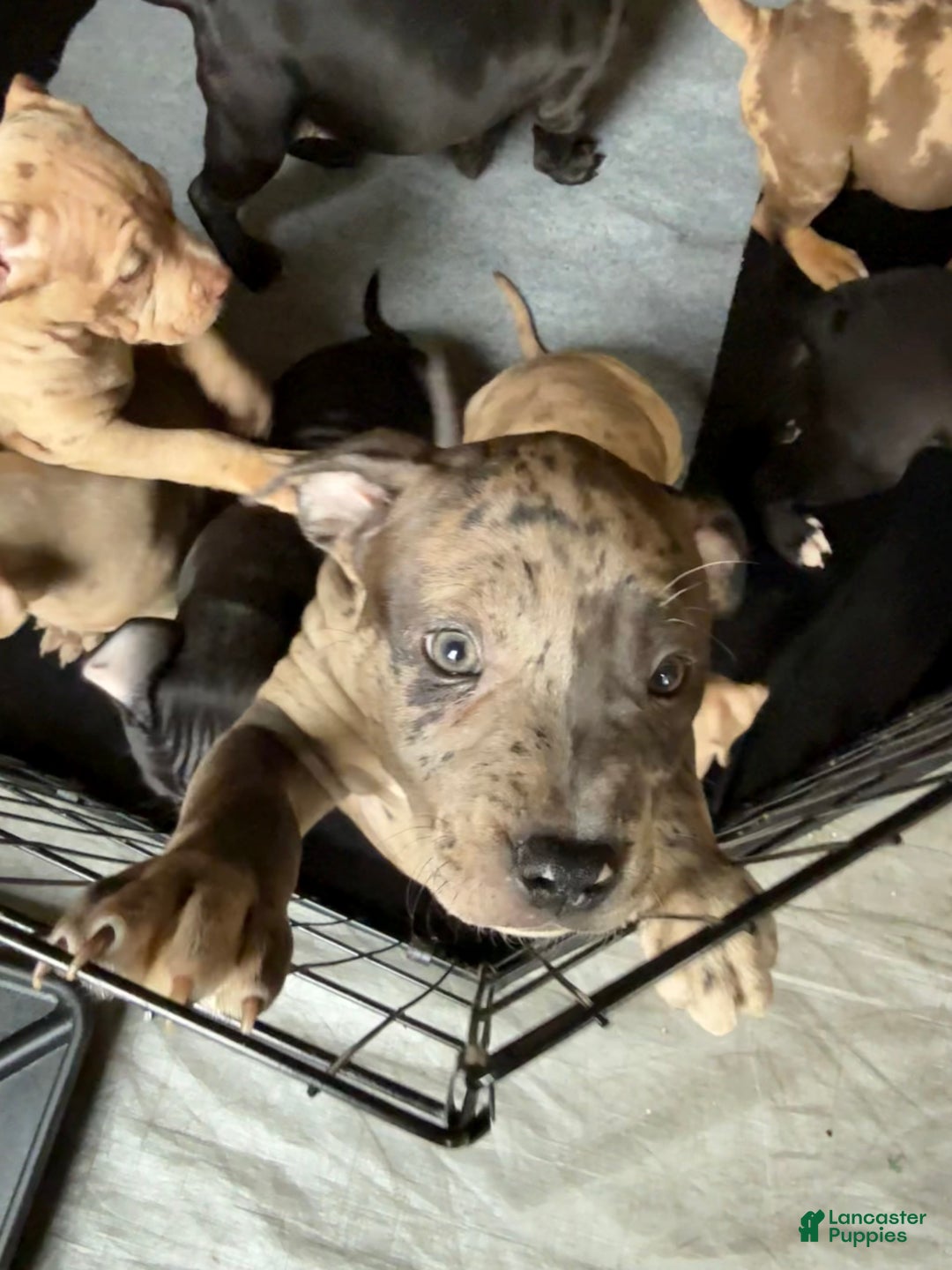 American Bully dogs for sale: Sandy(female) - Ad 11