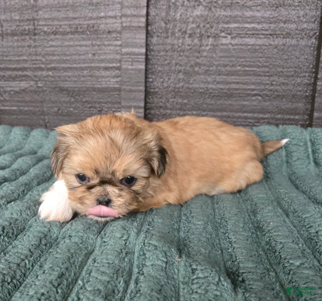 Mixed Breed dogs for sale: Shinese Boss Hog - Ad 2