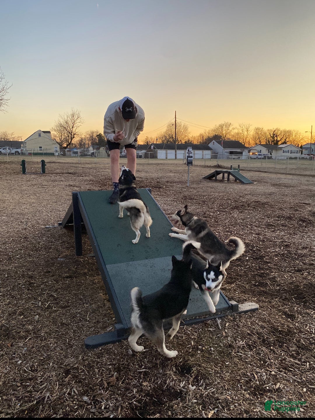 Pomsky dogs for sale: Snickers - Ad 12