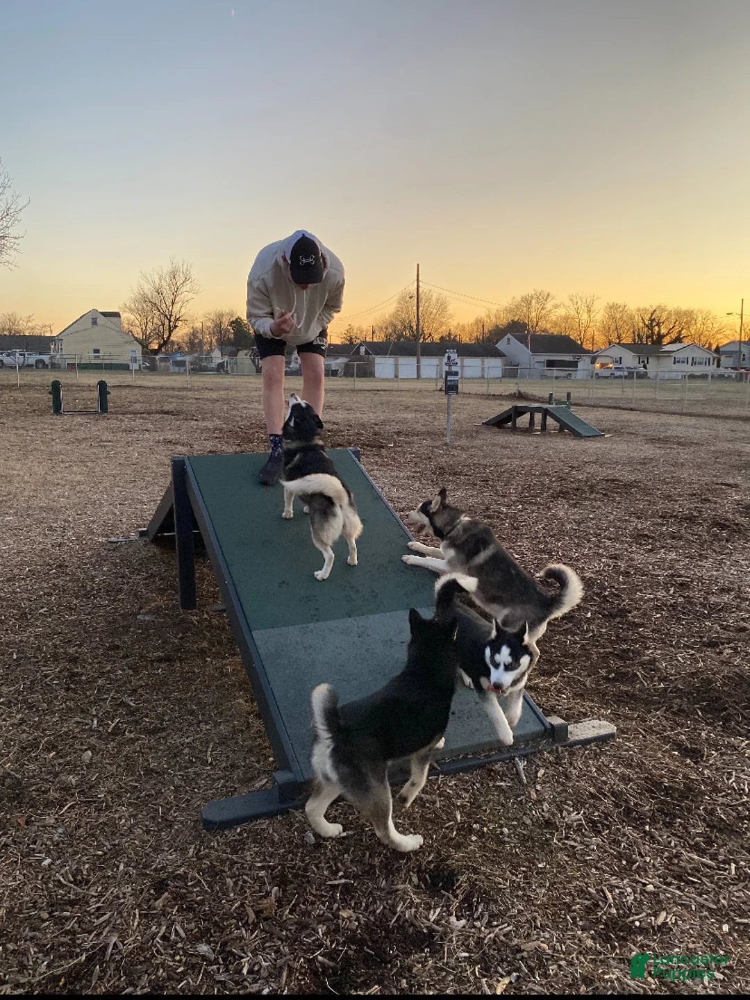 Pomsky dogs for sale: Bree  - Ad 10