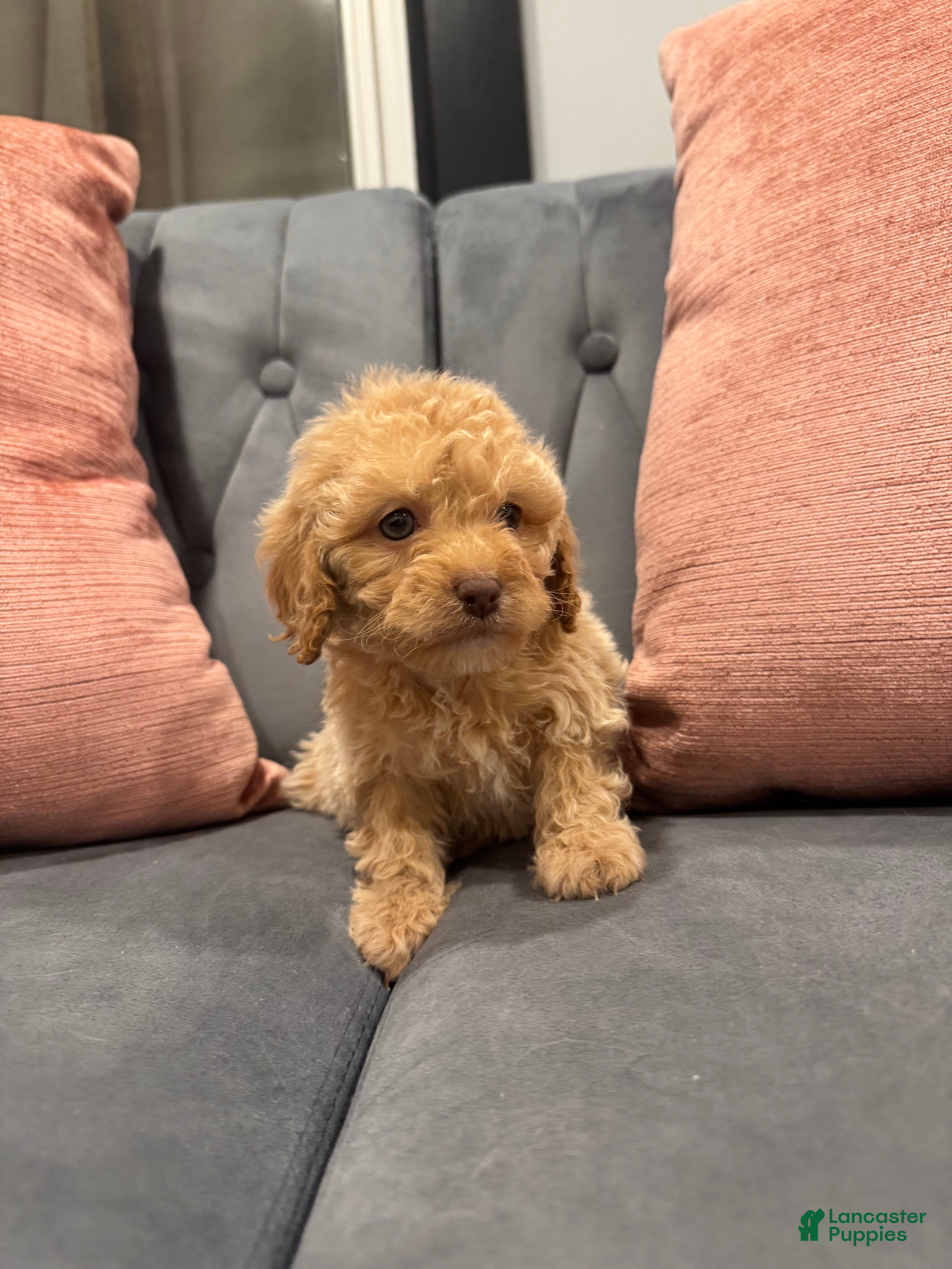 Cavapoo dogs Bre - Ad 22
