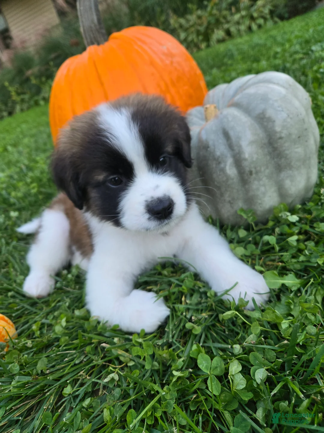 Saint Bernard dogs for sale: Journey - Ad 1