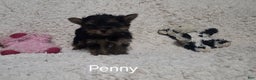 Yorkshire Terrier dogs for sale: Penny - Ad 10