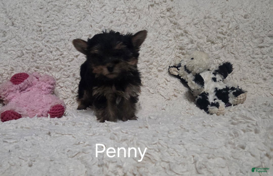 Yorkshire Terrier dogs for sale: Penny - Ad 10